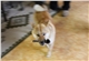 Maros Akita