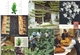 remza